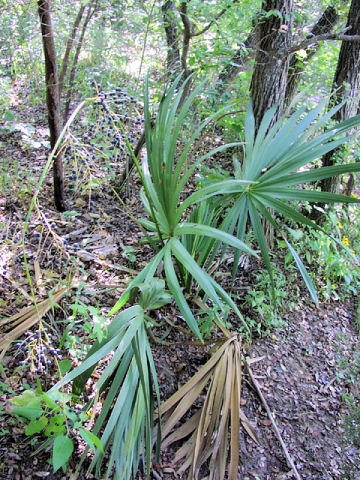 In de natuurlijke biotoop groeit deze palmsoort vaak in de bossen, zoals op deze foto te zien is