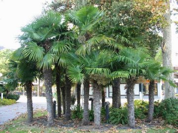 Een Trachycarpus fortunei bos