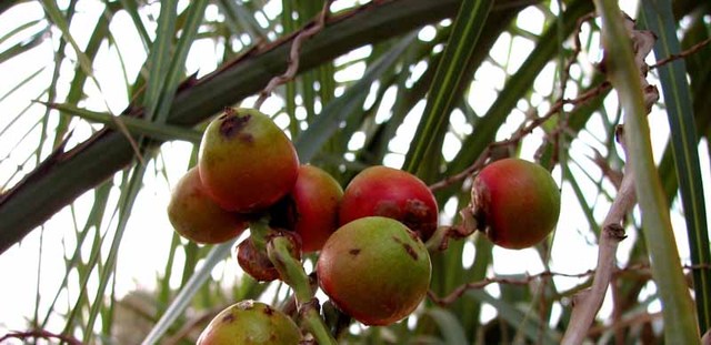Vruchten van de Butia capitata