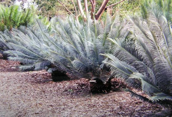 Erg grote en oude planten van de Cycas panzhihuaensis