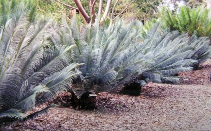 Oude en grote Cycas panzhihuaensis planten