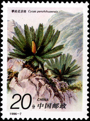 Een mooie Chinese postzegel met daarop de Cycas panzhihuaensis