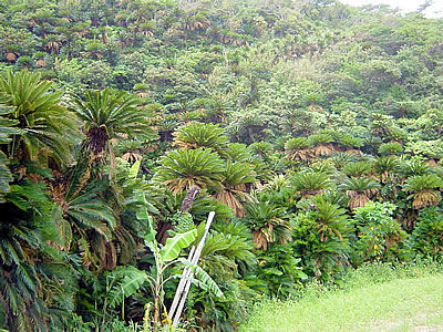 Cycas revoluta aan de rand van het bos, in de natuurlijke biotoop