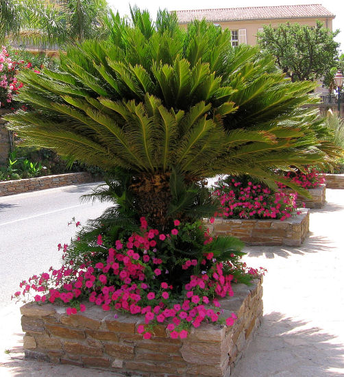 Cycas revoluta kerngezond aan de Cote D' Azur