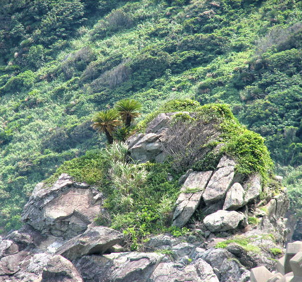 2 eenzame Cycas revoluta's op een rotspiek