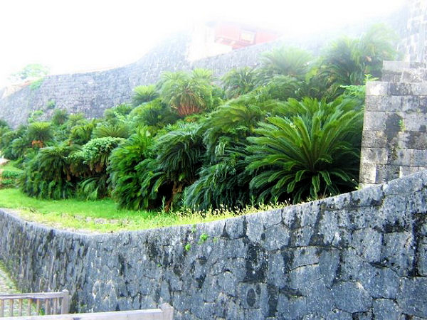 Cycas revoluta in de beschermende omgeving van een klooster