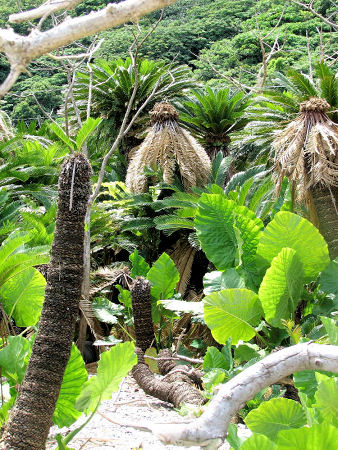 Erg oude Cycas revoluta's, samen met Alocasia's in de natuurlijke biotoop