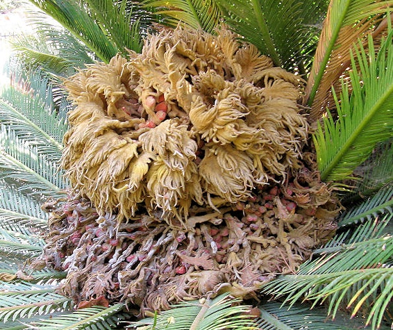 Het vrouwelijke voorplatings orgaan van de Cycas revoluta, gevuld met zaden