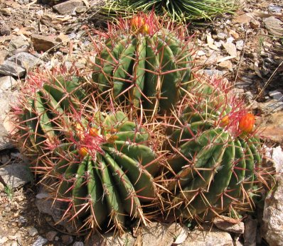 Echinocactus soort