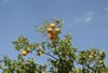 Verse citrus vruchten (sinaasappel)