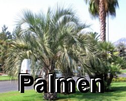Palmen