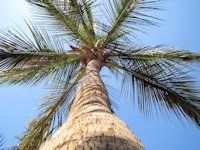 Cocos nucifera stam