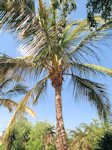 Kokos palm