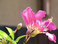 Orchideeboom (Bauhinia variegata)