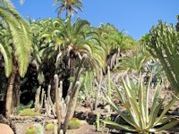 Palmen & Cactussen