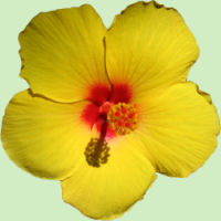Een gele bloem van Hibiscus rosa-sinensis