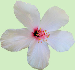 Een witte bloem van Hibiscus rosa-sinensis