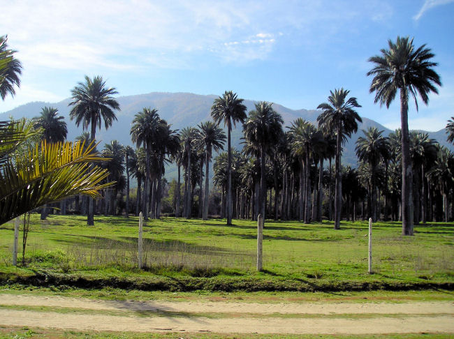 Een prachtig reservaat met zeer oude Jubaea chilensis bomen