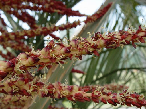 De bloeiwijze van de Jubaea chilensis heeft veel weg van die van de Butia capitata