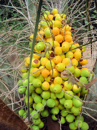 De zaden van de Jubaea chilensis zijn eetbaar en lijken op die van de Butia capitata