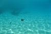 Onder water bij Amoopi (Karpathos Griekenland)