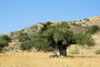 Een hele oude mooie olijfboom (Olea europea) in een goud geel veld