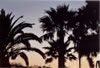 Palmen bij zonsondergang