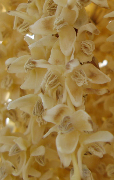 Closeup van de Phoenix dactylifera bloemen