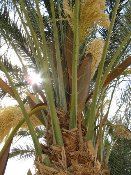 Een bloeiende Phoenix dactylifera palm