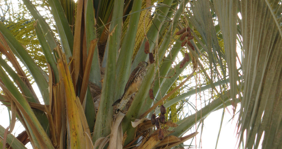 Een wilde valk in een Phoenix dactylifera palm