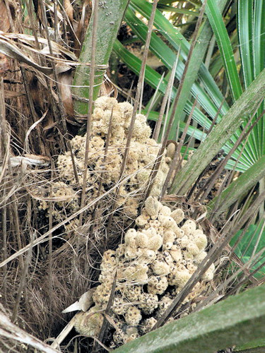 Rhapidophyllum hystrix begin van zaden