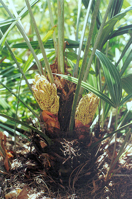 Rhapidophyllum hystrix bloei