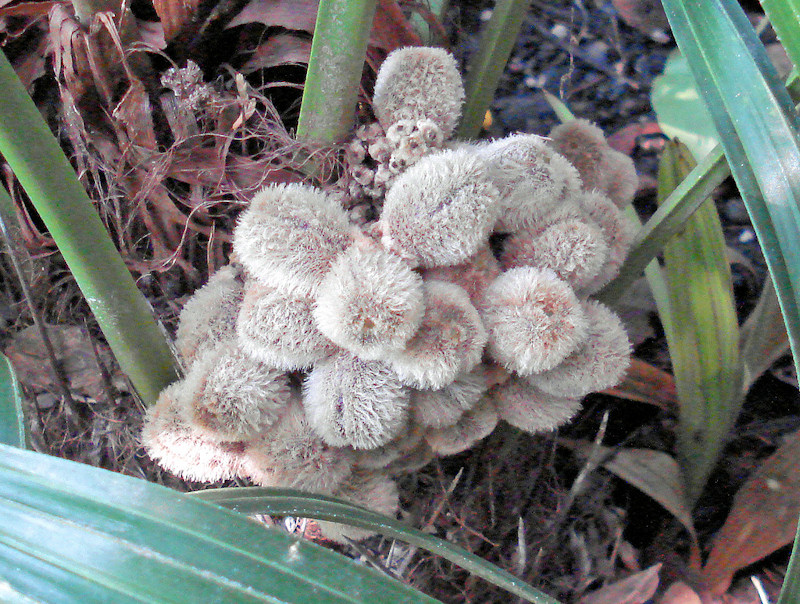 Rhapidophyllum hystrix rijpe zaden