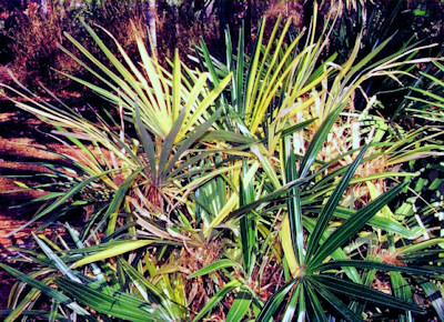Rhapidophyllum hystrix in de natuur