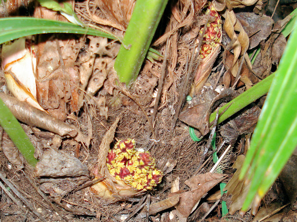 Rhapidophyllum hystrix vrouwelijke plant