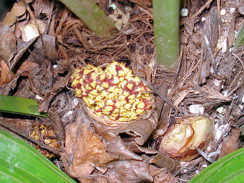 Rhapidophyllum hystrix vrouwelijke plant