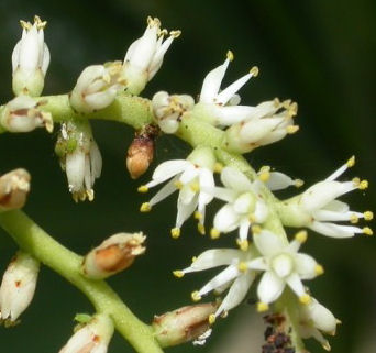 Een closeup van de mooie bloemen van een Sabal minor