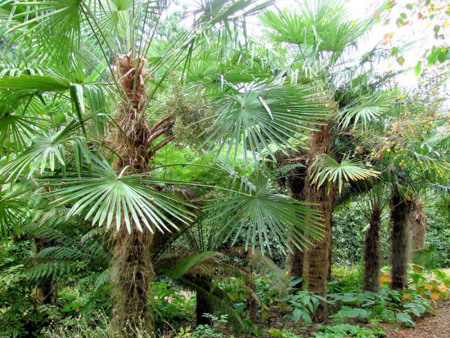 Een mooie groep Trachycarpus fortunei palmen