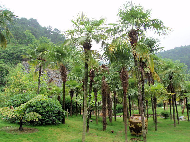 Vele Trachycarpus fortunei palmen in de natuur in China