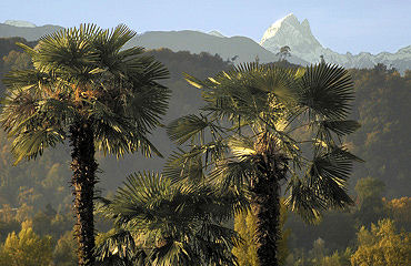 Trachycarpus fortunei in de bergen