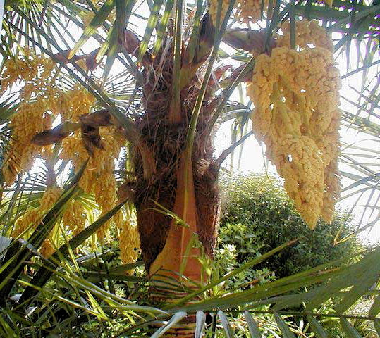 De mooie bloeiwijzen van de Trachycarpus fortunei