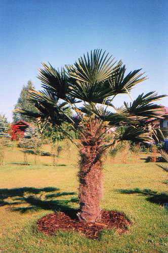 Een Trachycarpus fortunei 