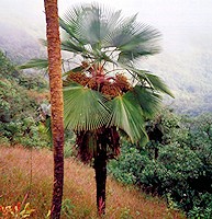 Trachycarpus ukhrulensis