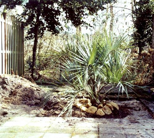 De aanplant van mijn grootste en mooste palm: een Butia capitata