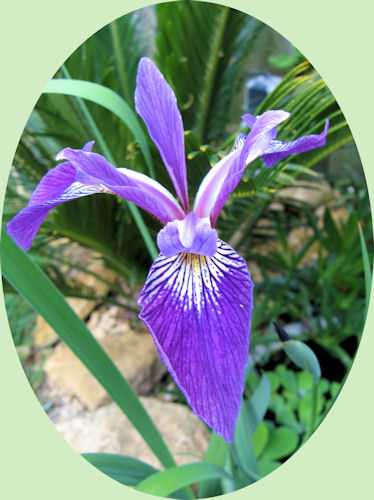 Deze Iris bloeit prachtig!