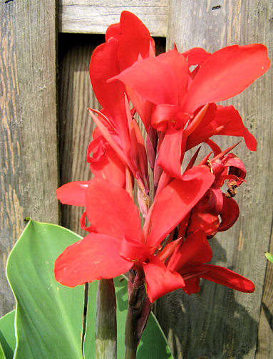 Erg mooie rode bloemen van een Canna