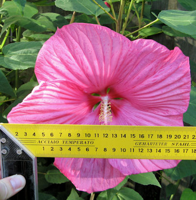Deze bloem meet ongeveer 20 cm diameter!