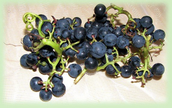 Vitis vinifera 'Regent' oogst in september 2012