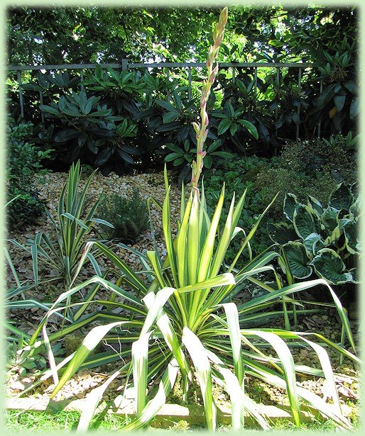 Yucca flaccida gaat bloeien