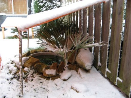 De planten zijn goed beschermd tegen de sneeuw
